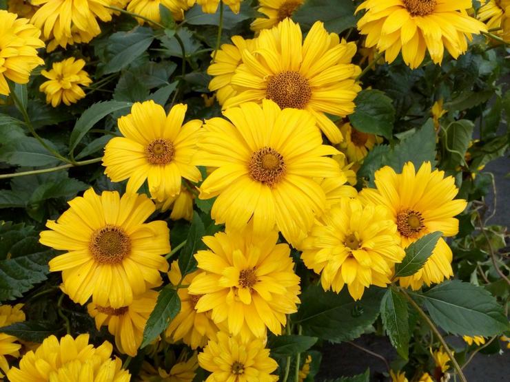 Heliopsis