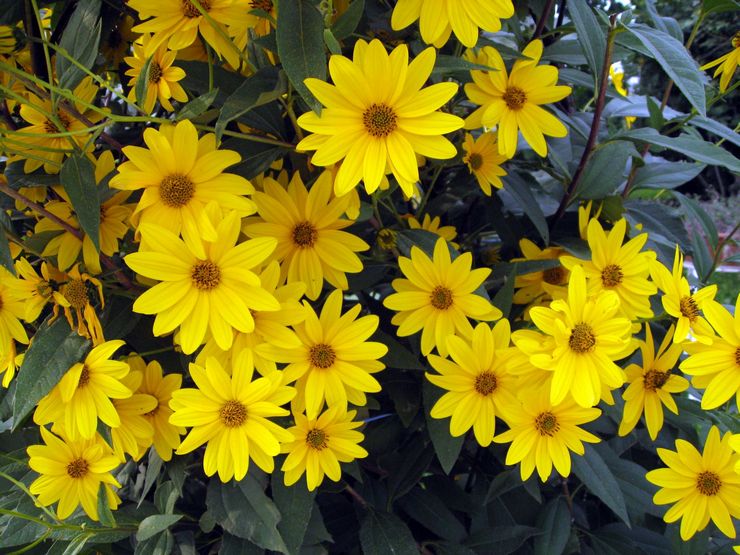 Bunga matahari Heliopsis