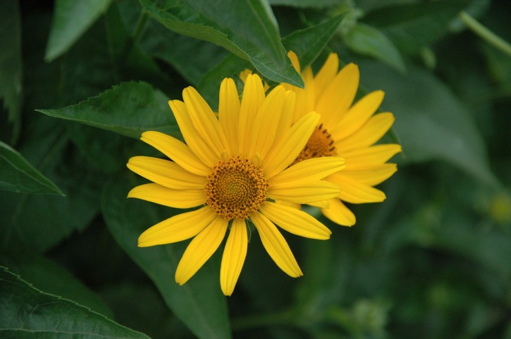 Heliopsis grov