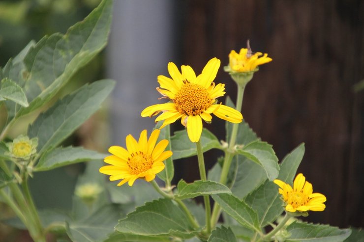 Tumbuh heliopsis dari biji