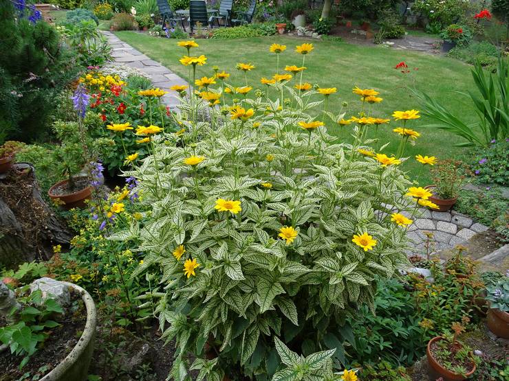 Sköter om heliopsis i trädgården