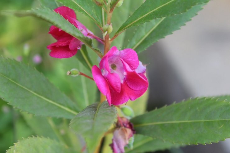 Impatiens balsamico