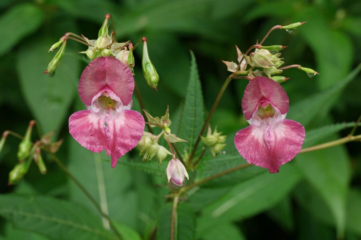 Järnbärande impatiens