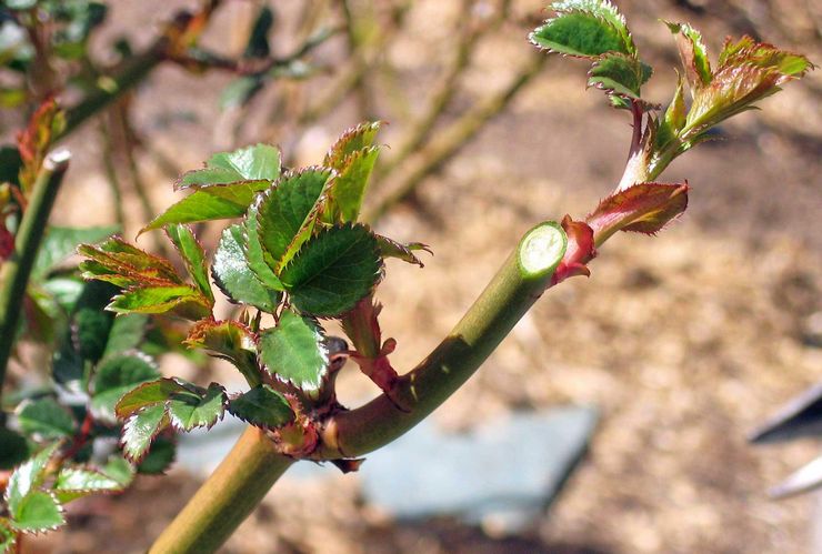 Användbara tips för att beskära rosor