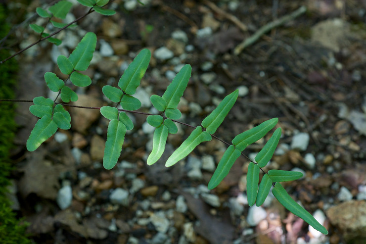 Pellea bogel