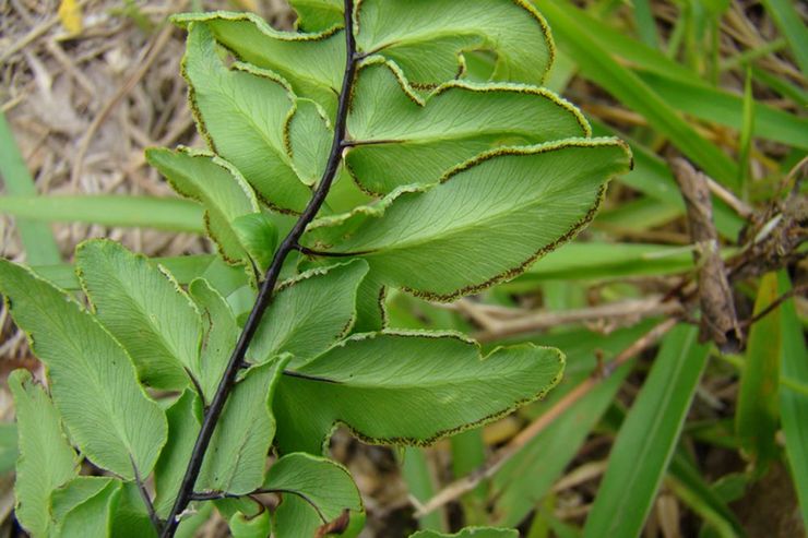 Pellea hijau