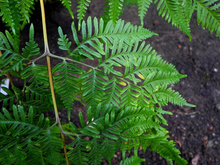 Pteris dentate