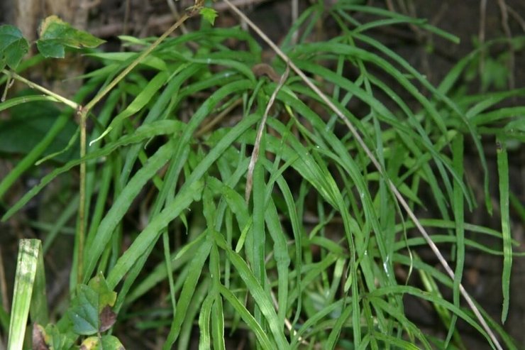 Pembahagian pteris