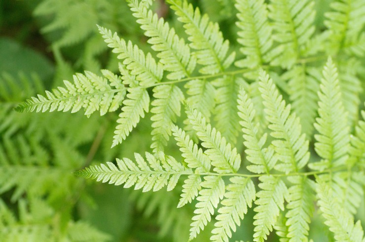 Menghilangkan pteris