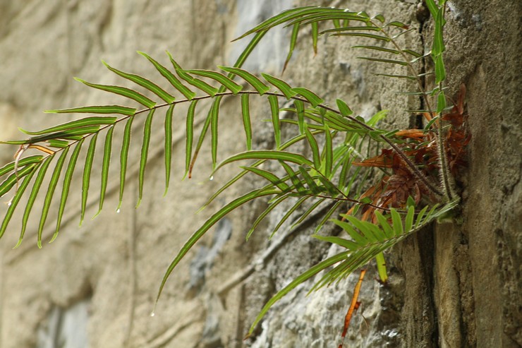 Pita pteris