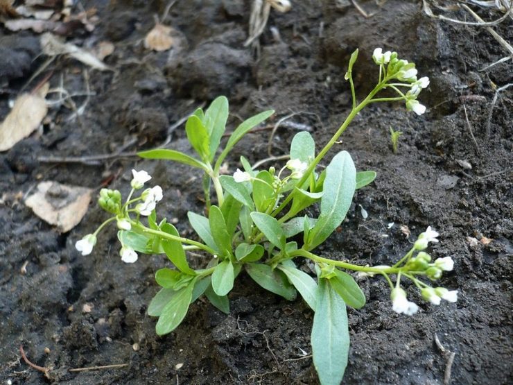 Plantering och odling av åkerburkar