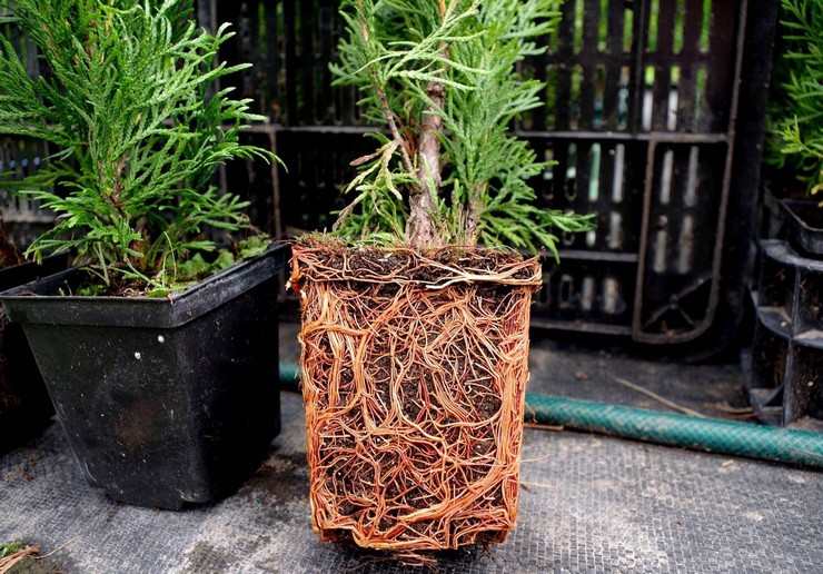 Hur man transplanterar thuja