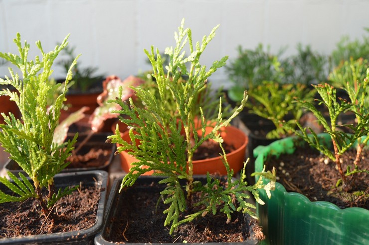 Växande thuja hem