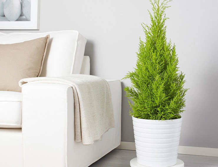 Thuja vård hemma