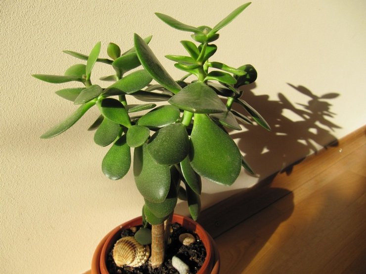 Pokok Crassula tumbuh