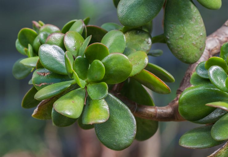 Wanita gemuk pokok