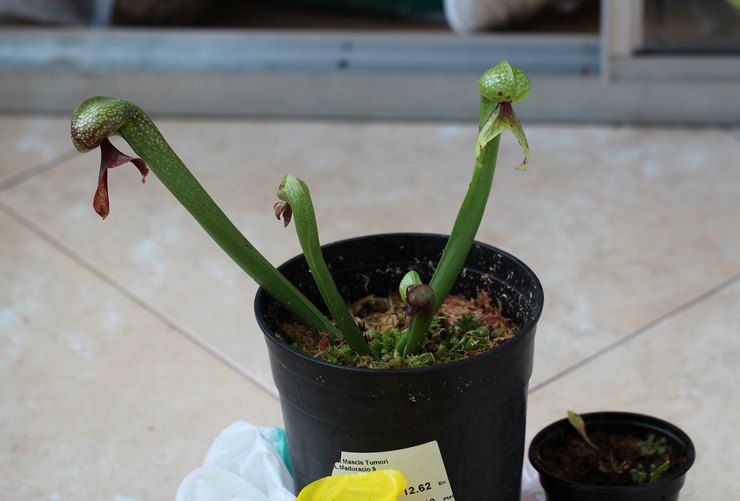 Darlingtonia avelsmetoder