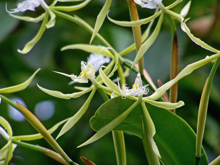 Epidendrum ciliated