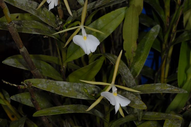 Epidendrum elfenben