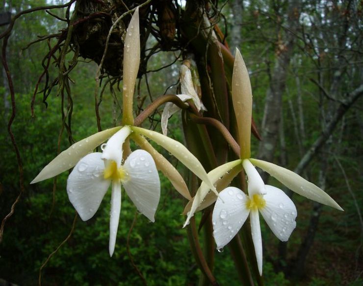 Epidendrum-skäran