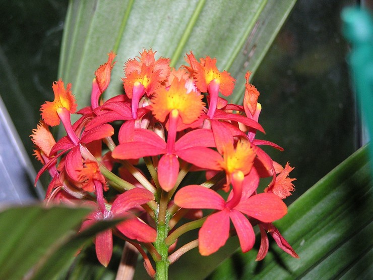 Epidendrum cruciform eller ibaguy