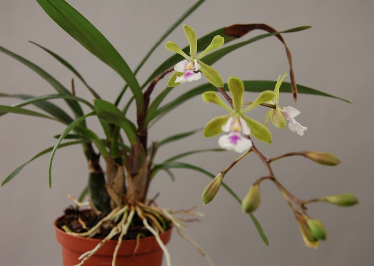 Orkid Epidendrum