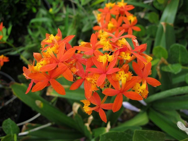 Rooting Epidendrum