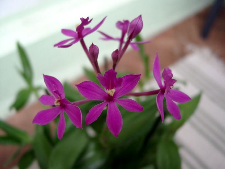 Epidendrum innehåll