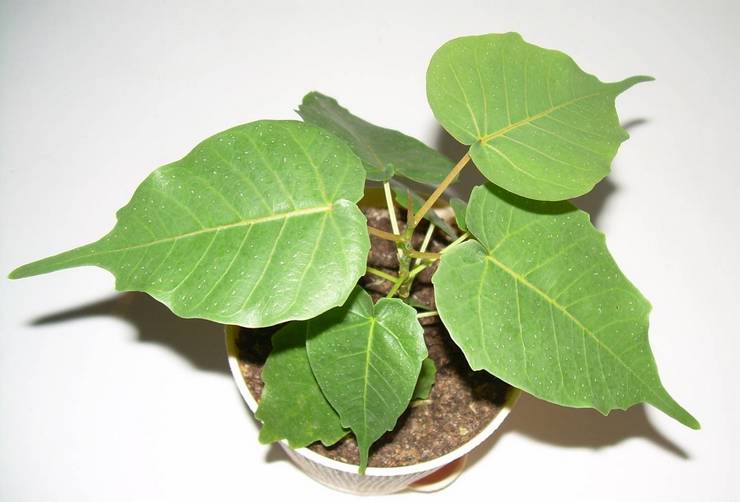 Top dressing av helig ficus