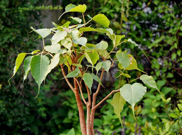 Ficus helig