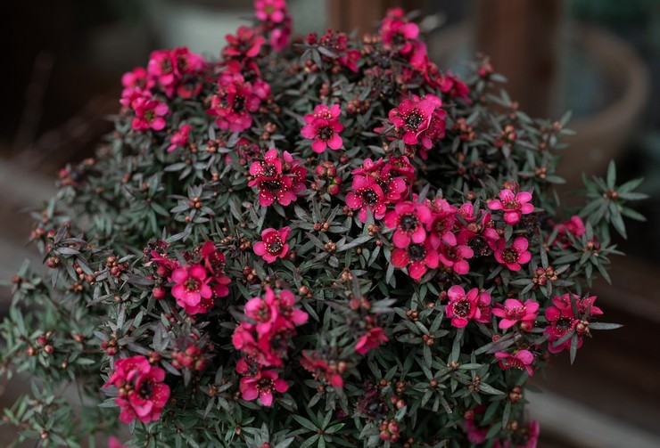 Leptospermum