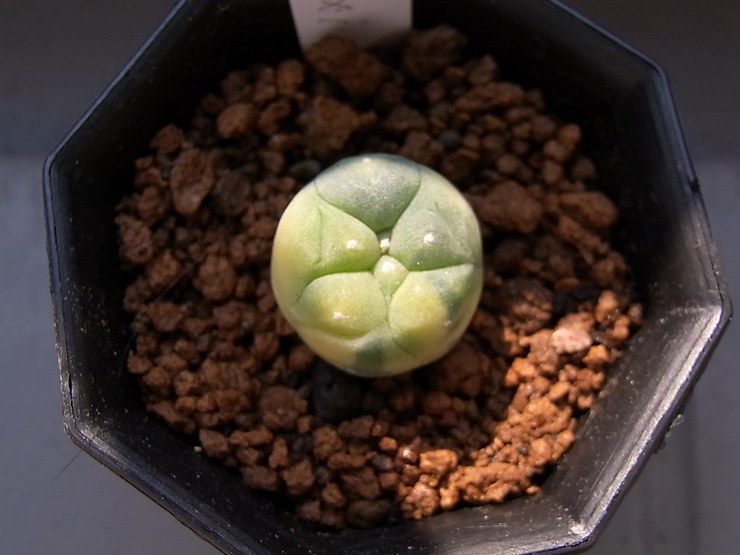 Kaedah pembiakan Lophophora