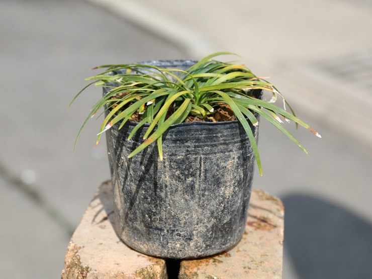 Ophiopogon Jepun