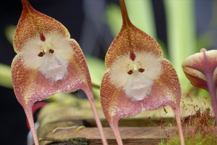 Beskrivning av Dracula Orchid