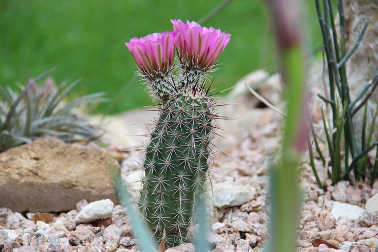 Echinocereus: domácí péče, reprodukce, fotografie