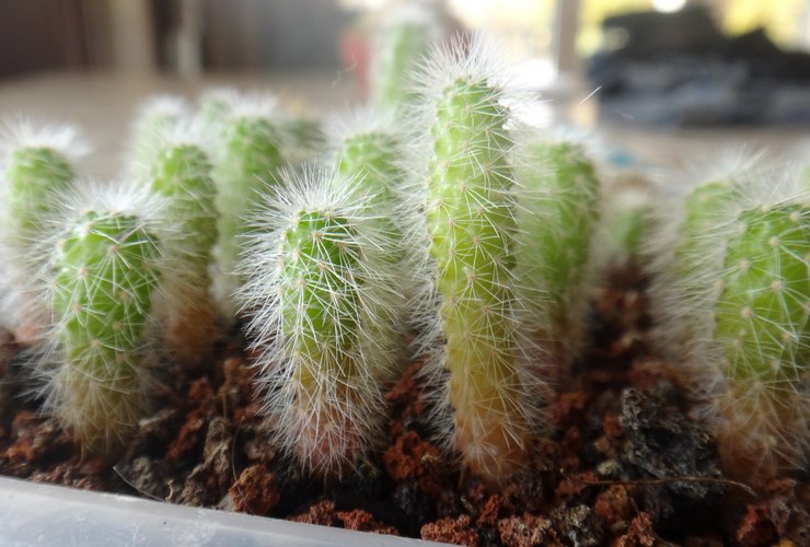 Echinocereus avelsmetoder