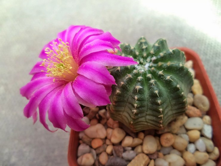 Echinocereus vård hemma