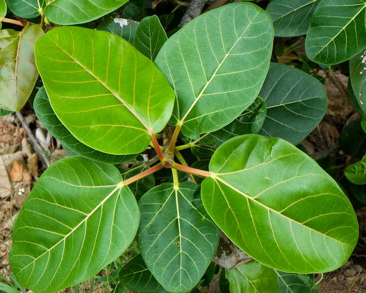 Ficus bengal