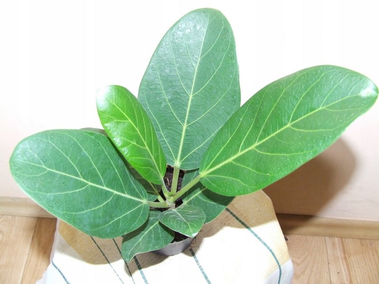 Ficus bengal