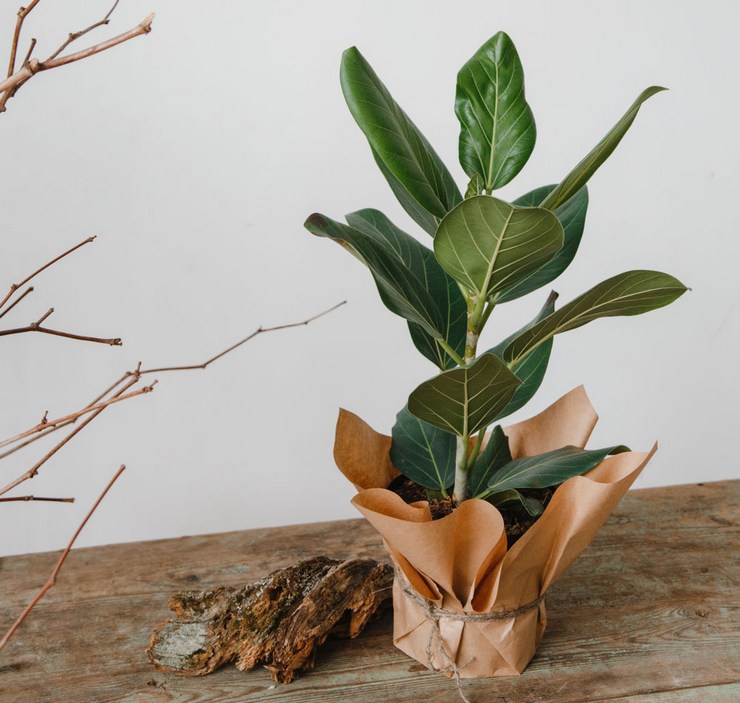 Merawat ficus Bengal di rumah