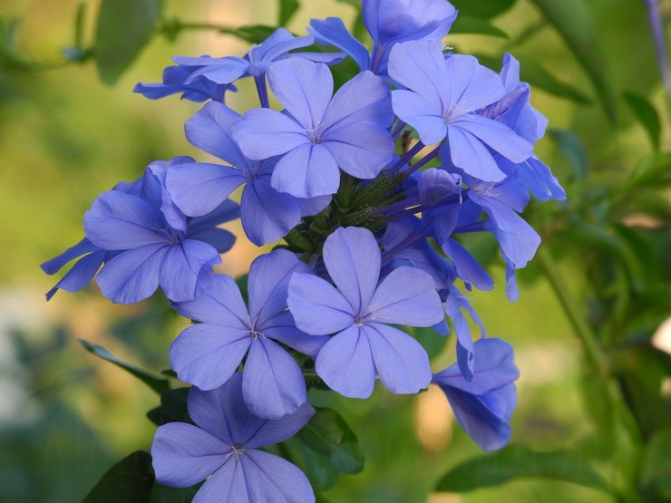 Plumbago (Babi)