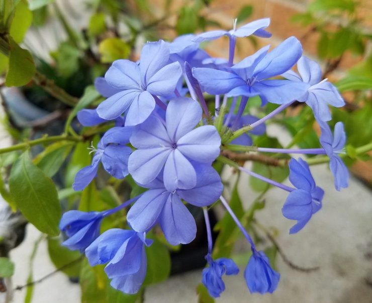 Cara menyebarkan plumbago