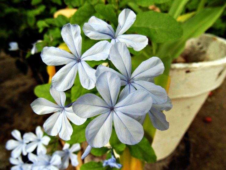 Plumbago