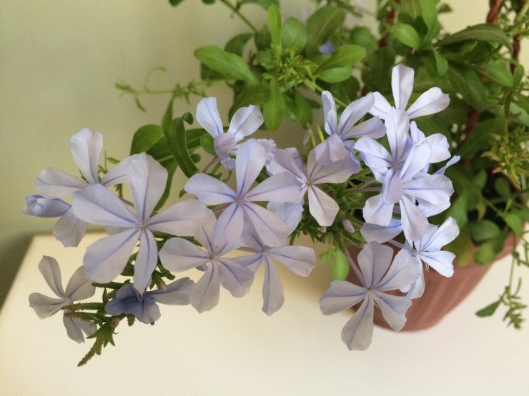 Plumbago vård hemma