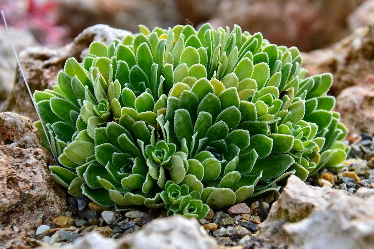 Saxifrage kotiledon