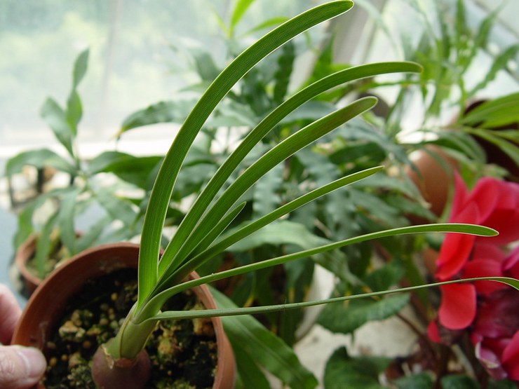 Amaryllis biru