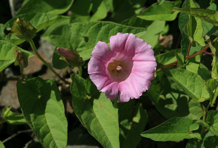 Calistegia berbulu