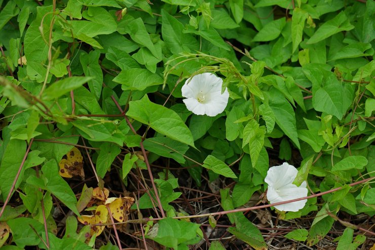 Plantering av calistegia i öppen mark