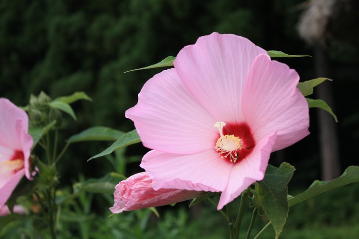 Merawat calistegia di kebun