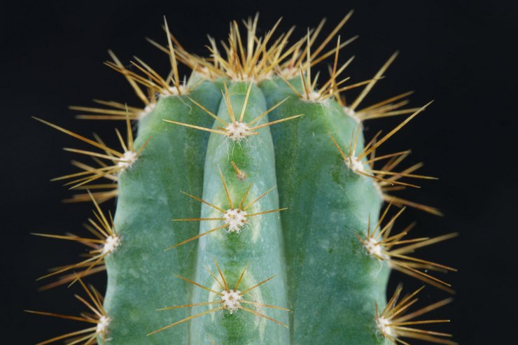 Cereus biru